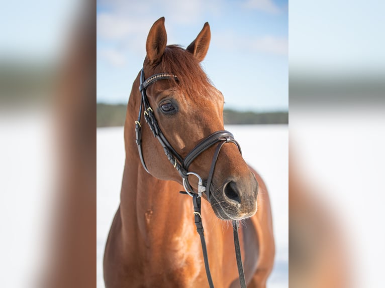 Pura sangre inglés Caballo castrado 12 años 167 cm Alazán in Langenhagen