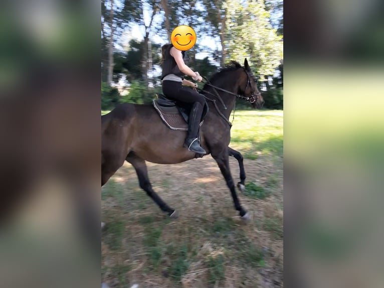 Pura sangre inglés Caballo castrado 12 años 167 cm Castaño oscuro in Aken