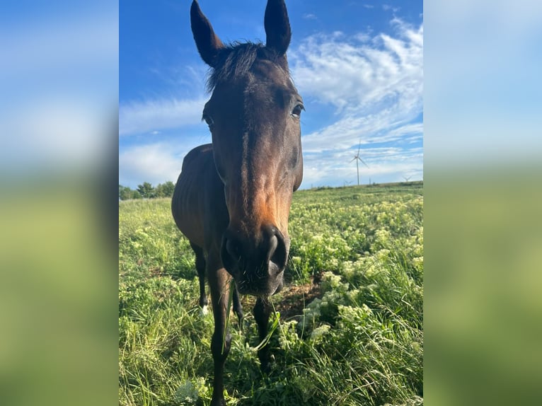 Pura sangre inglés Caballo castrado 12 años 167 cm Castaño oscuro in Aken