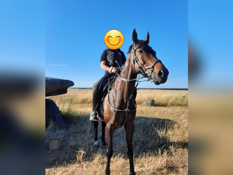 Pura sangre inglés Caballo castrado 12 años 167 cm Castaño oscuro in Aken