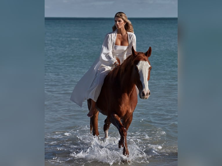 Pura sangre inglés Caballo castrado 12 años 168 cm Alazán-tostado in Fort Lauderdale