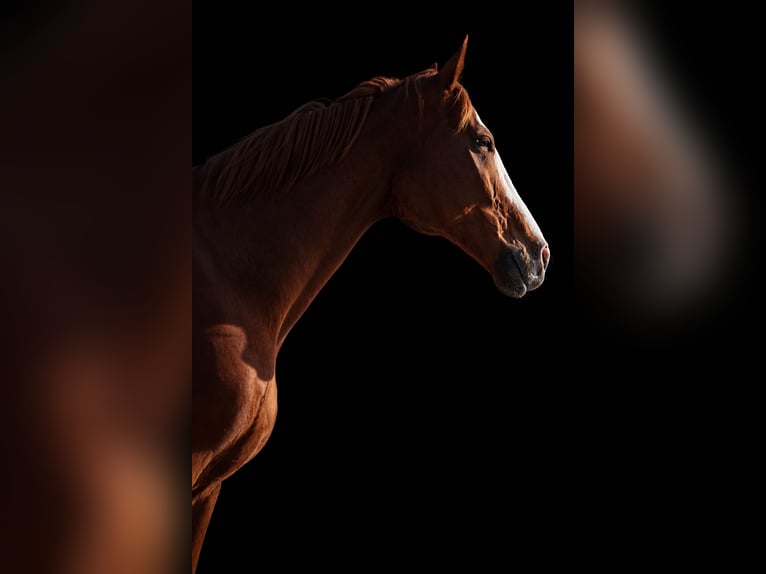 Pura sangre inglés Caballo castrado 12 años 168 cm Alazán-tostado in Fort Lauderdale