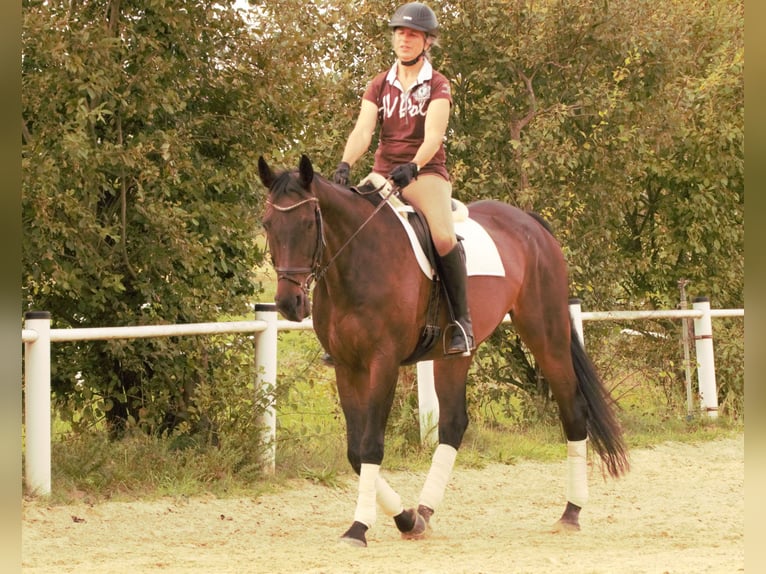 Pura sangre inglés Caballo castrado 12 años 168 cm Castaño oscuro in Rödermark