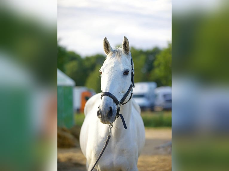Pura sangre inglés Caballo castrado 12 años 168 cm Tordo in Marnes-la-Coquette