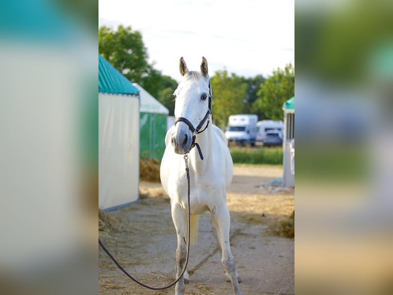 Pura sangre inglés Caballo castrado 12 años 168 cm Tordo in Marnes-la-Coquette