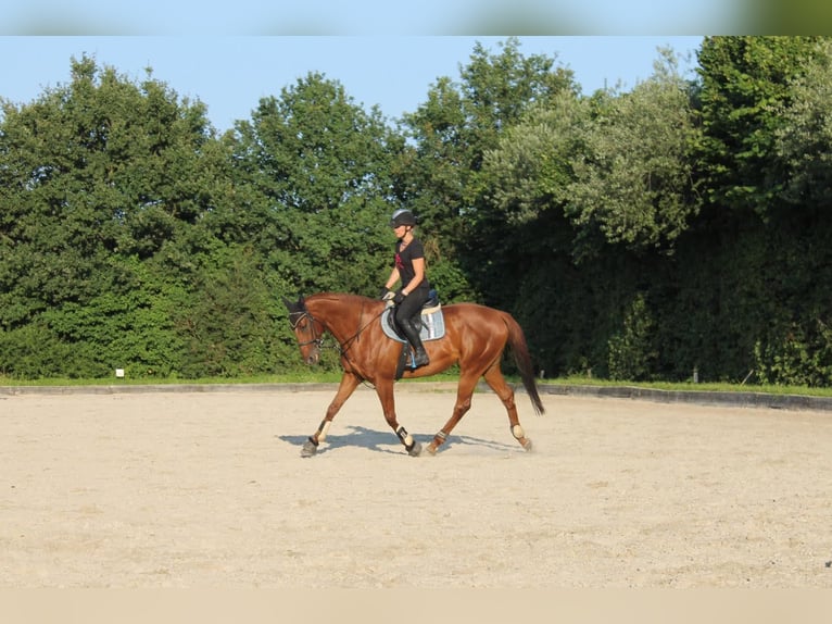 Pura sangre inglés Caballo castrado 12 años 171 cm Alazán in Datteln