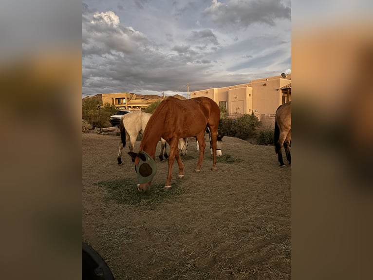 Pura sangre inglés Caballo castrado 12 años 173 cm Alazán-tostado in Mesa