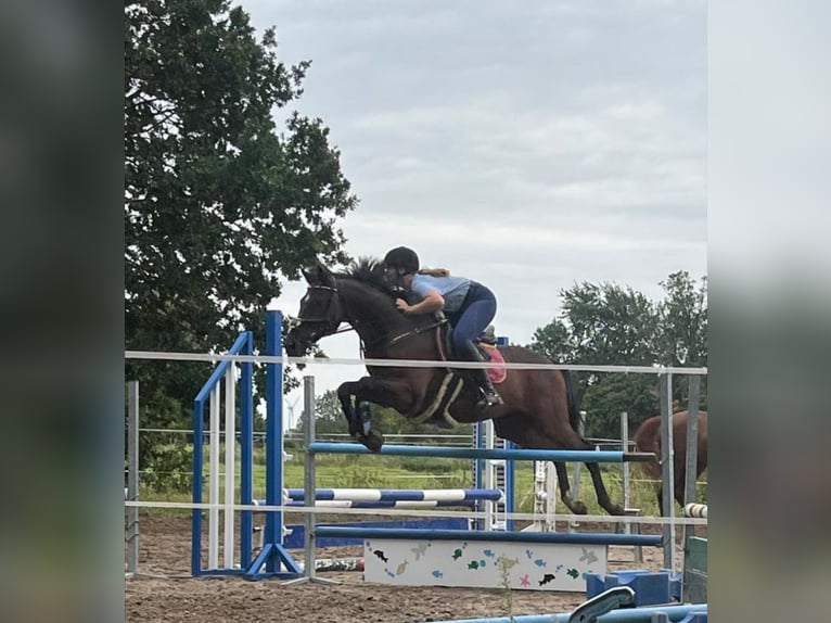 Pura sangre inglés Caballo castrado 13 años 160 cm Castaño oscuro in Jemgum