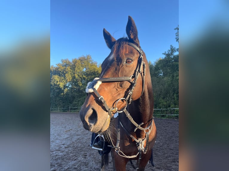 Pura sangre inglés Caballo castrado 13 años 160 cm Castaño oscuro in Jemgum