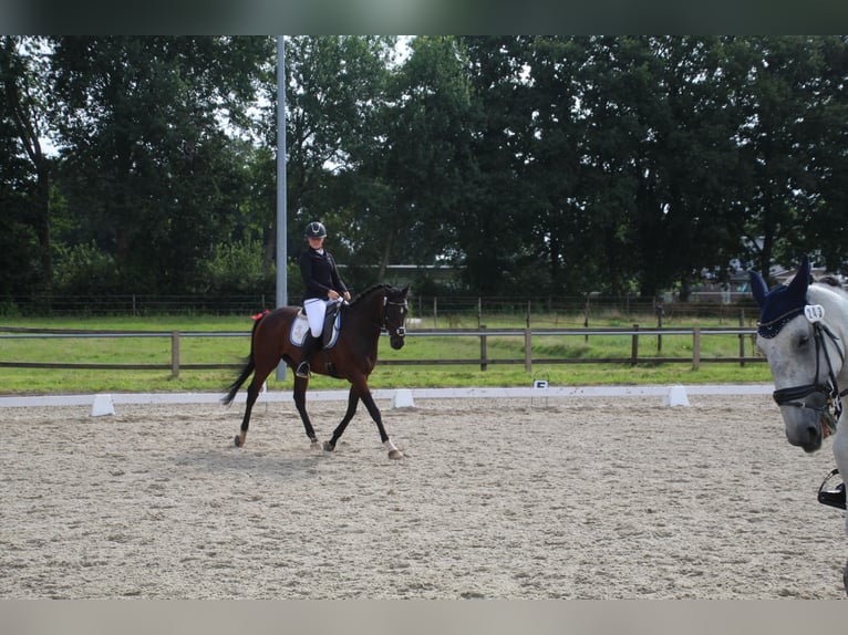 Pura sangre inglés Caballo castrado 13 años 160 cm Castaño oscuro in Jemgum