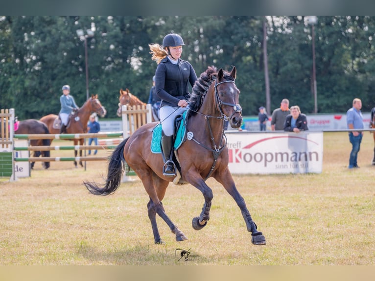 Pura sangre inglés Caballo castrado 13 años 160 cm Castaño oscuro in Jemgum