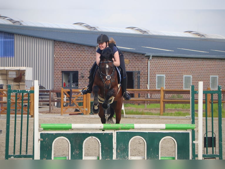 Pura sangre inglés Caballo castrado 13 años 160 cm Castaño oscuro in Jemgum