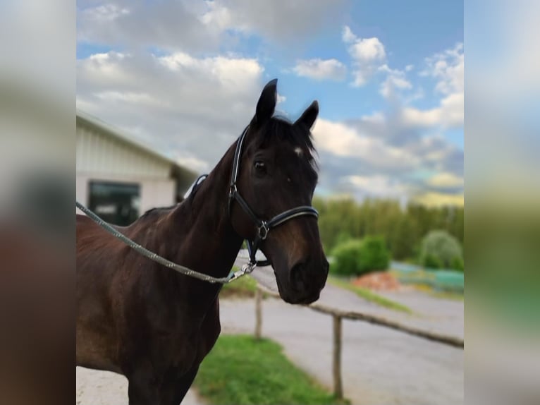 Pura sangre inglés Caballo castrado 13 años 160 cm Castaño oscuro in Mühlingen