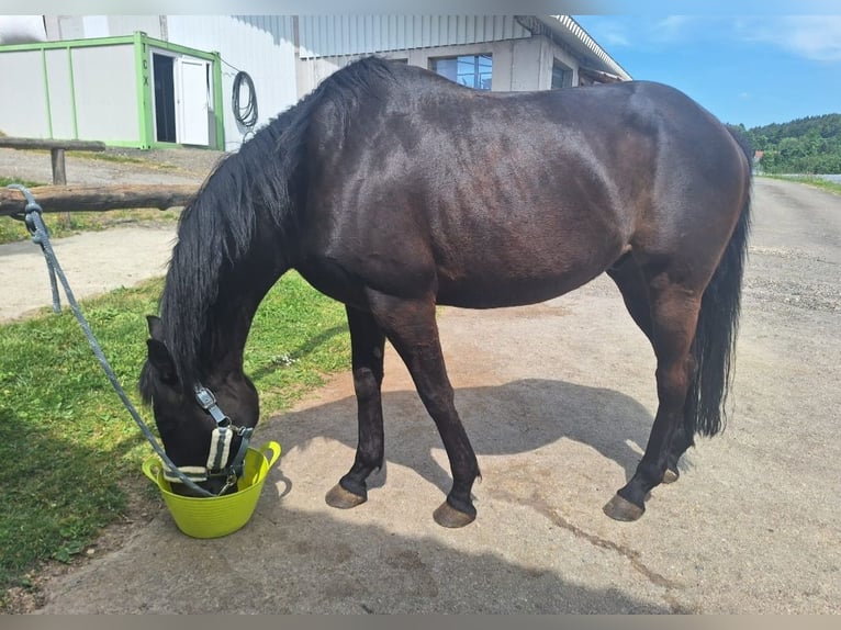 Pura sangre inglés Caballo castrado 13 años 160 cm Castaño oscuro in Mühlingen