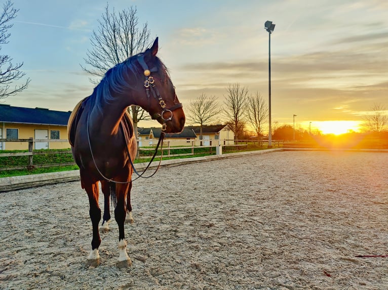 Pura sangre inglés Caballo castrado 13 años 160 cm Castaño oscuro in Au am Rhein