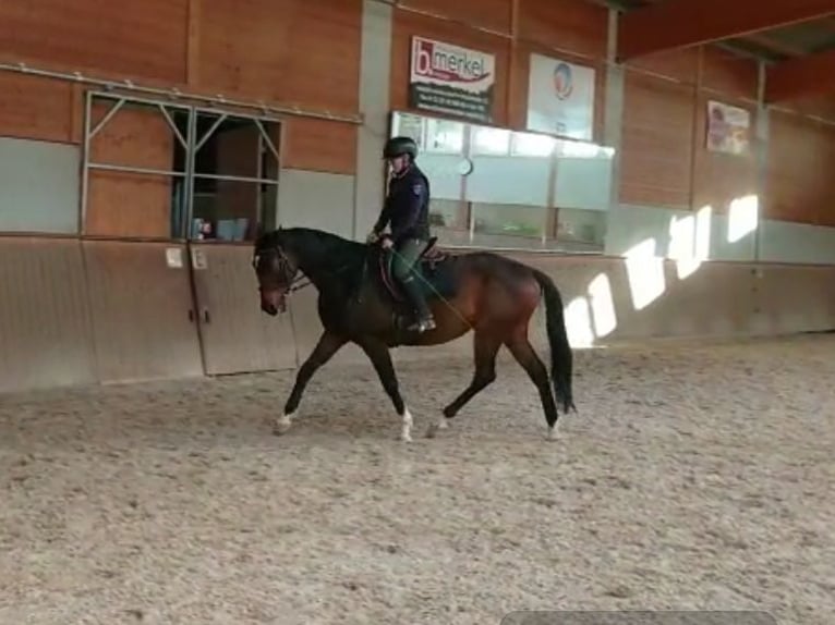 Pura sangre inglés Caballo castrado 13 años 160 cm Castaño oscuro in Au am Rhein