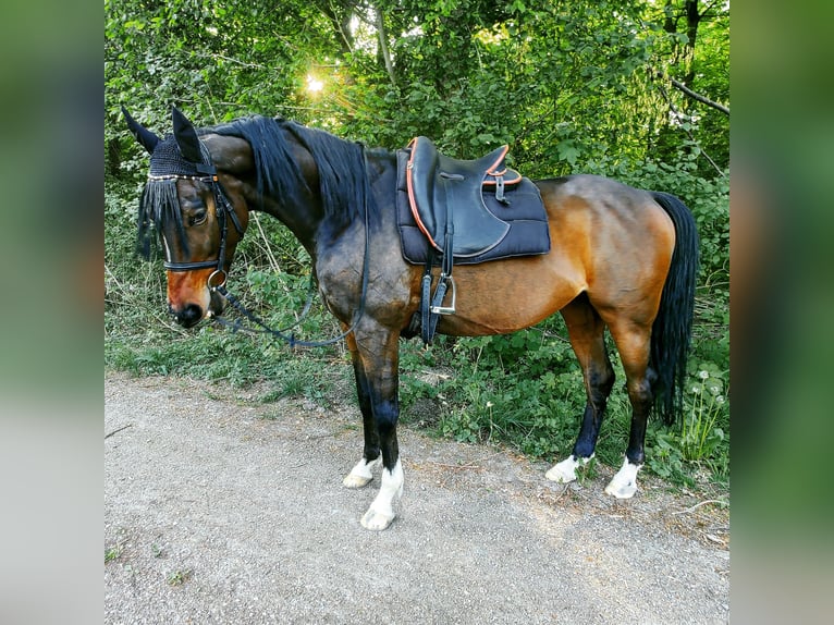 Pura sangre inglés Caballo castrado 13 años 160 cm Castaño oscuro in Au am Rhein