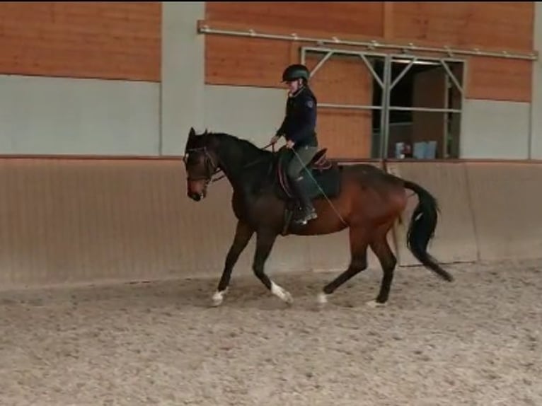 Pura sangre inglés Caballo castrado 13 años 160 cm Castaño oscuro in Au am Rhein