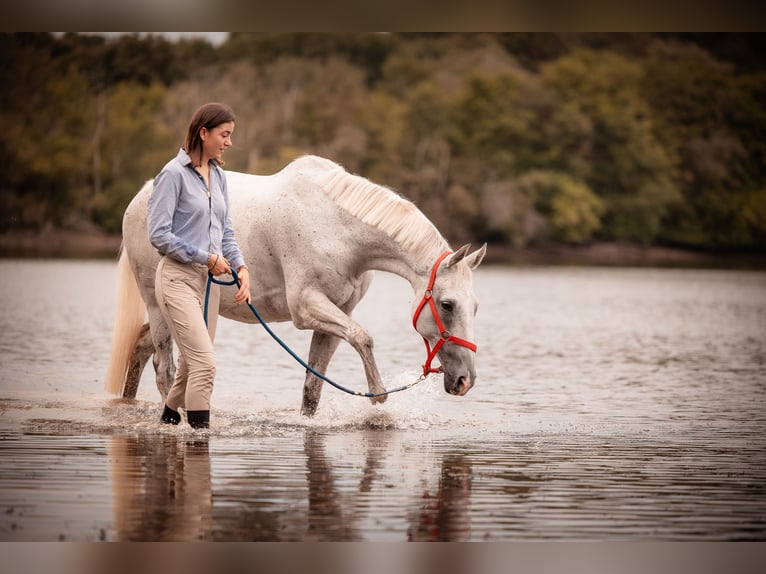 Pura sangre inglés Caballo castrado 13 años 160 cm Tordo in Rennes