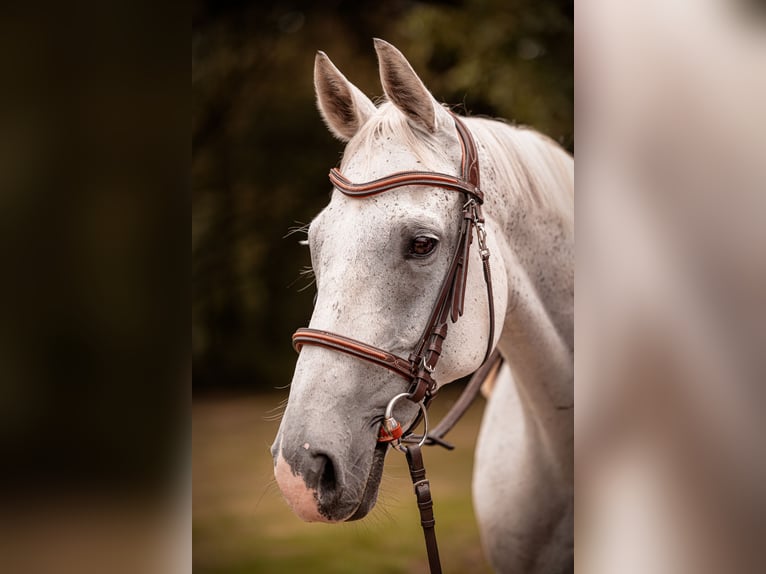 Pura sangre inglés Caballo castrado 13 años 160 cm Tordo in Rennes