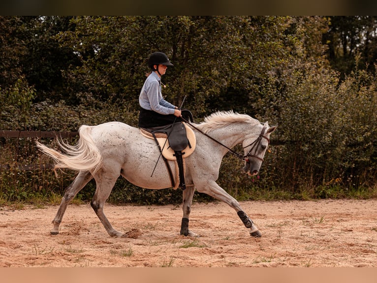 Pura sangre inglés Caballo castrado 13 años 160 cm Tordo in Rennes