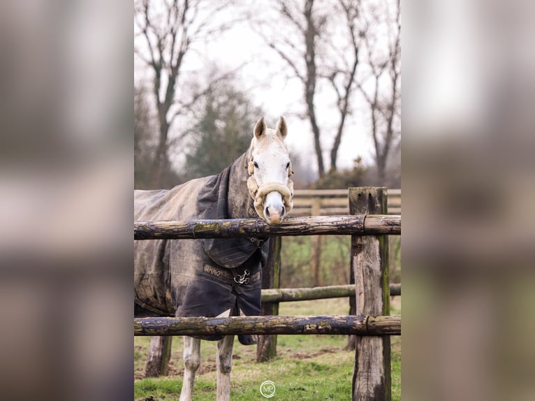 Pura sangre inglés Caballo castrado 13 años 160 cm Tordo in Rennes