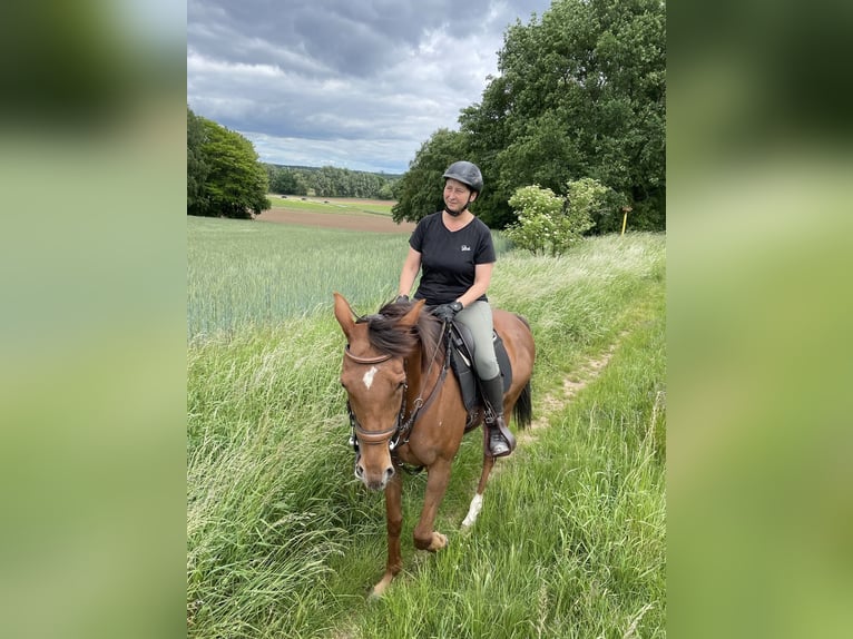 Pura sangre inglés Caballo castrado 13 años 162 cm Alazán-tostado in Kirkel