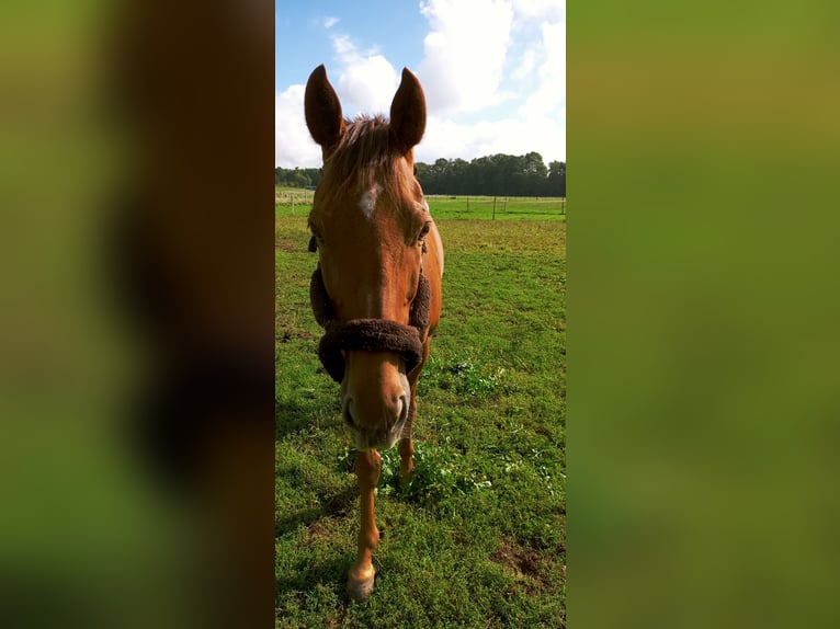Pura sangre inglés Caballo castrado 13 años 162 cm Alazán-tostado in Kirkel