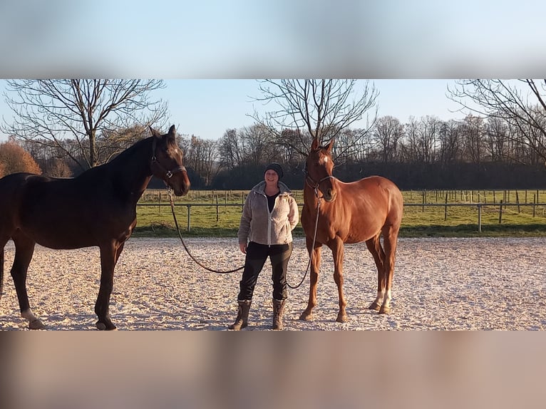 Pura sangre inglés Caballo castrado 13 años 162 cm Alazán-tostado in Kirkel