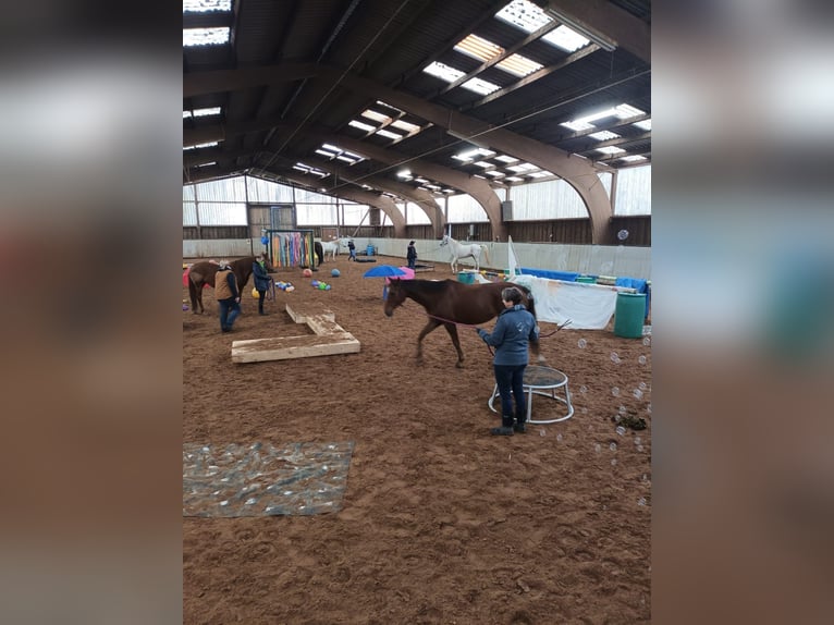 Pura sangre inglés Caballo castrado 13 años 162 cm Alazán-tostado in Kirkel