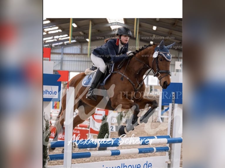 Pura sangre inglés Caballo castrado 13 años 164 cm Castaño in Samern