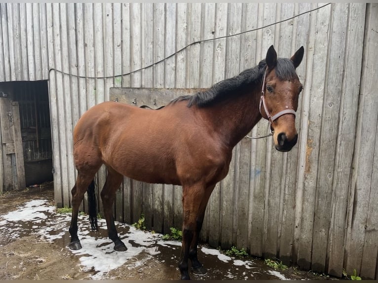 Pura sangre inglés Caballo castrado 13 años 164 cm Castaño in Samern