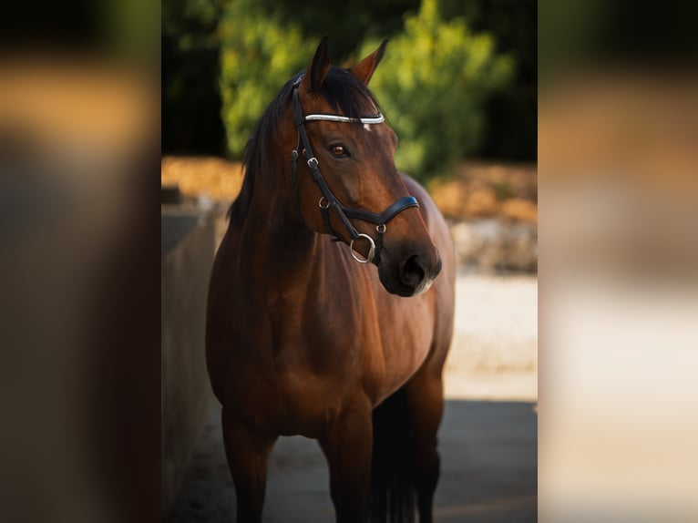 Pura sangre inglés Caballo castrado 13 años 169 cm Castaño in Münchsmünster