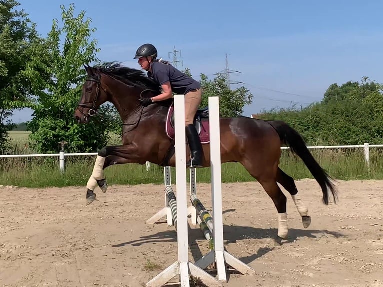Pura sangre inglés Caballo castrado 13 años 169 cm Castaño oscuro in R&#xF6;dermark