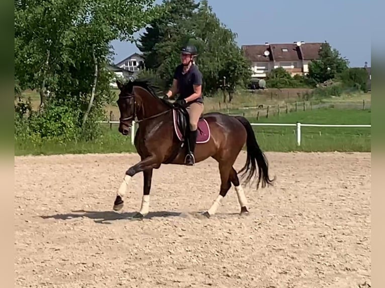 Pura sangre inglés Caballo castrado 13 años 169 cm Castaño oscuro in R&#xF6;dermark