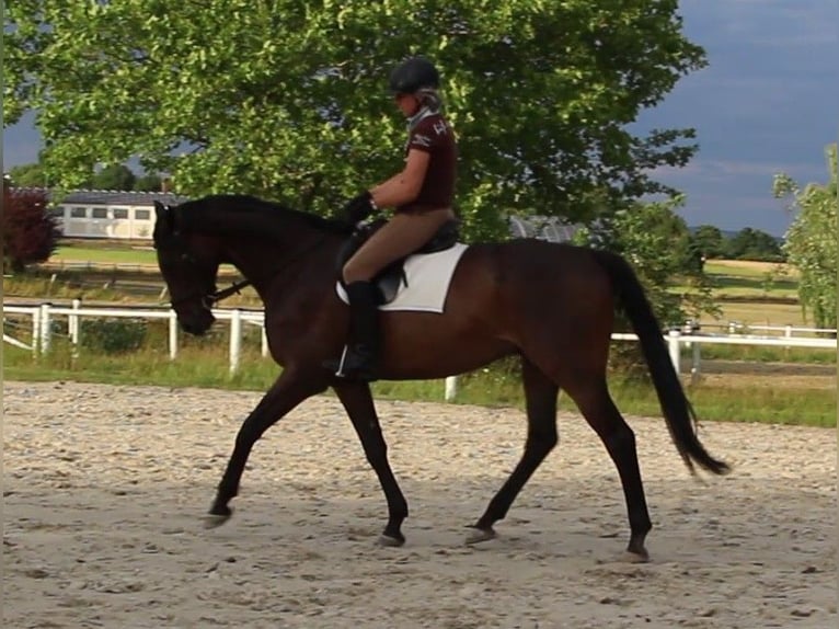 Pura sangre inglés Caballo castrado 13 años 169 cm Castaño oscuro in R&#xF6;dermark