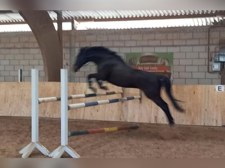 Pura sangre inglés Caballo castrado 13 años 169 cm Castaño oscuro in R&#xF6;dermark