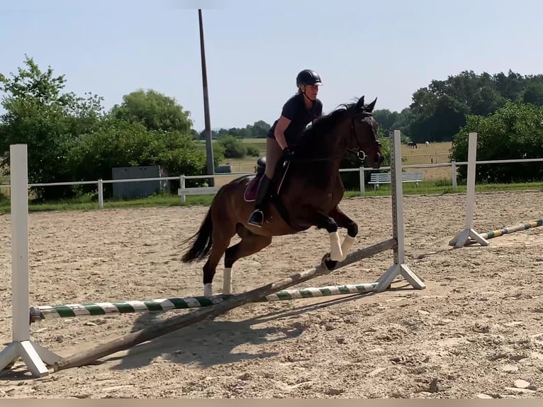 Pura sangre inglés Caballo castrado 13 años 169 cm Castaño oscuro in R&#xF6;dermark