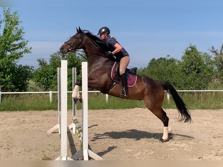 Pura sangre inglés Caballo castrado 13 años 169 cm Castaño oscuro in R&#xF6;dermark