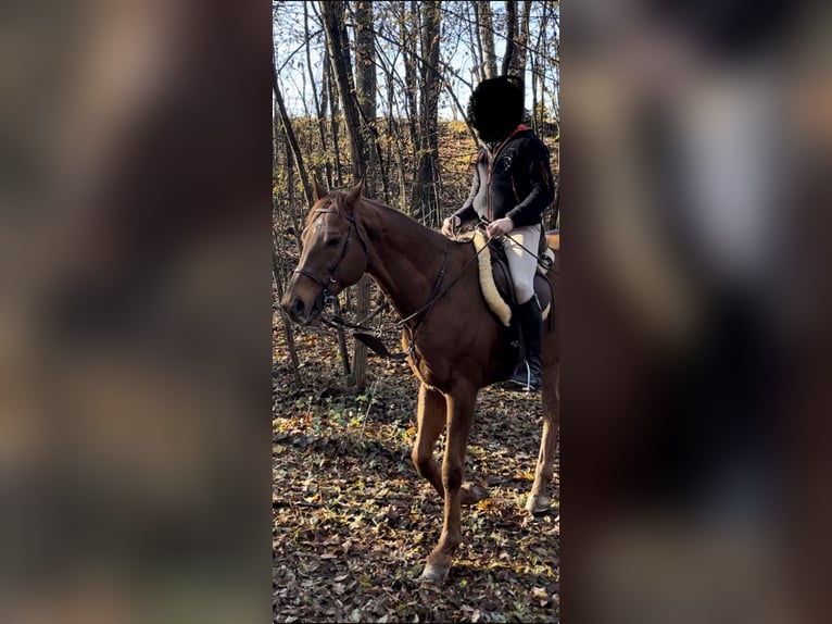 Pura sangre inglés Caballo castrado 13 años 170 cm Alazán in Bra