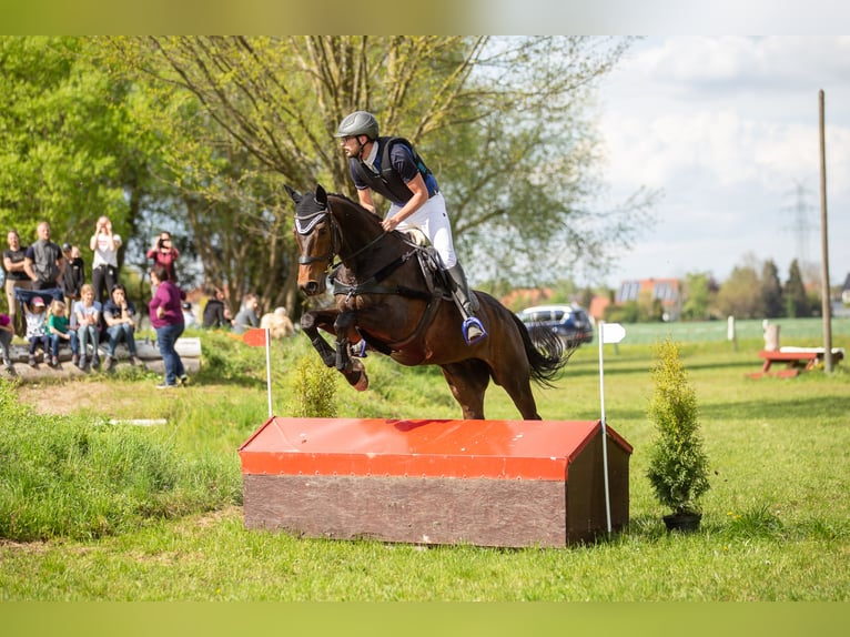 Pura sangre inglés Caballo castrado 13 años 170 cm Castaño in Hahnbach