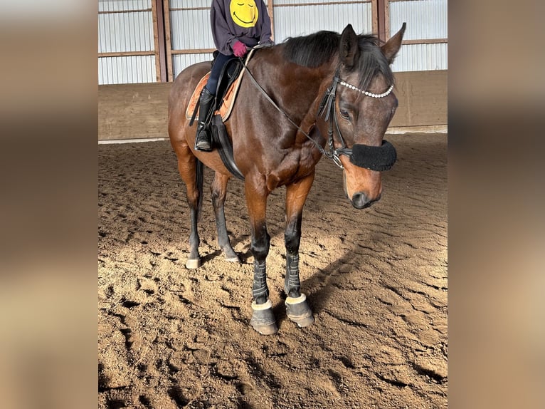Pura sangre inglés Caballo castrado 13 años 170 cm Castaño in Struvenh&#xFC;tten