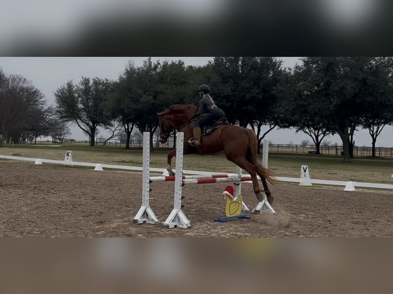 Pura sangre inglés Caballo castrado 14 años 163 cm Alazán in Terrell, Texas