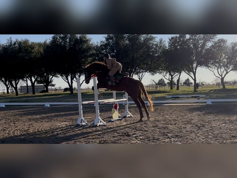 Pura sangre inglés Caballo castrado 14 años 163 cm Alazán in Terrell, Texas