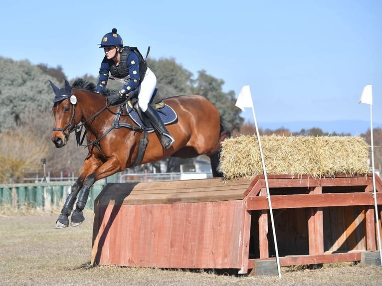 Pura sangre inglés Caballo castrado 14 años 163 cm Castaño claro in Reading