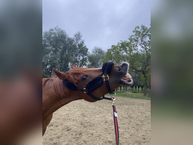 Pura sangre inglés Caballo castrado 14 años 165 cm Alazán in Ronsele