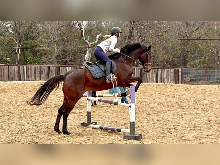 Pura sangre inglés Caballo castrado 14 años 165 cm in Weatherford TX