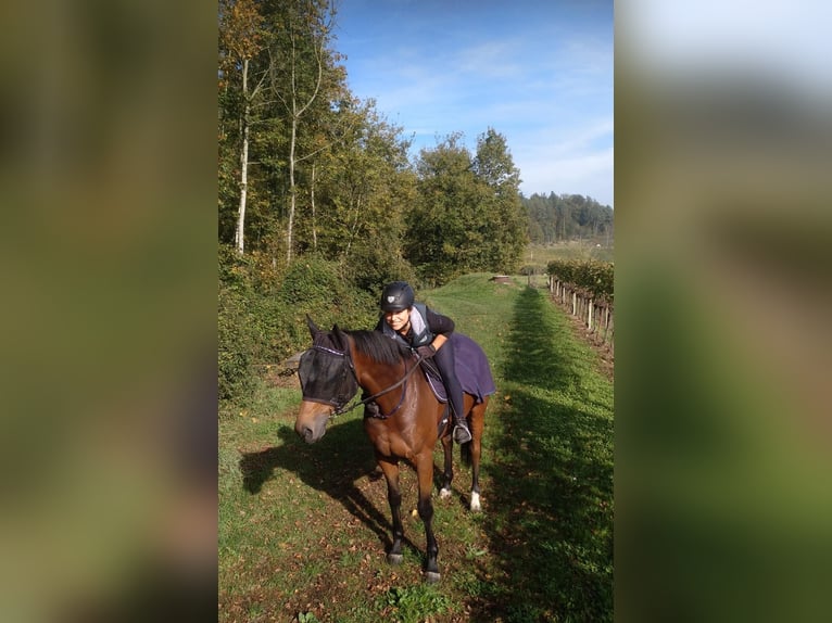 Pura sangre inglés Caballo castrado 14 años 165 cm Castaño in Marthalen