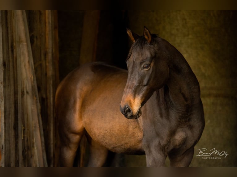 Pura sangre inglés Caballo castrado 14 años 167 cm Castaño oscuro in Schattwald