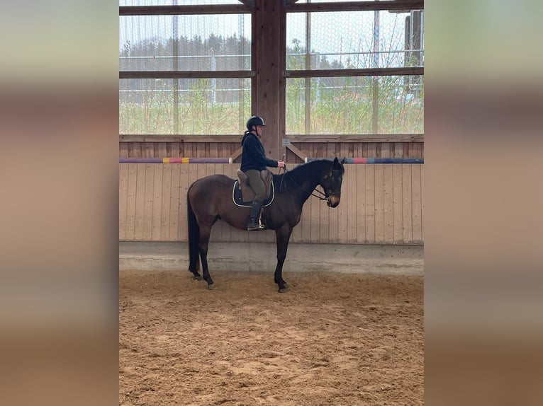 Pura sangre inglés Caballo castrado 14 años 167 cm Castaño oscuro in Schattwald